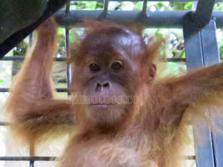 PENYITAAN: Orangutan yang berhasil disita SOCP bersama BKSDA Sumut dari seorang warga di Patumbak, Kabupaten Deliserdang, Jumat (6/1). (SOCP FOR SUMUT POS)