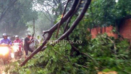 Warga saat mengevakuasi batang pohon tumbang di Jalan KL Yos Sudarso Km 8,3 Kecamatan Medan Deli, Rabu (4/1) kemarin.(fachrul rozi/sumut pos)