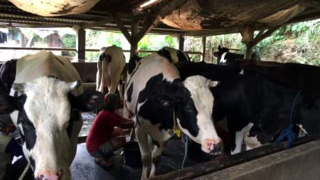 Memerah susu sapi di slah satu peternakan di bogor.