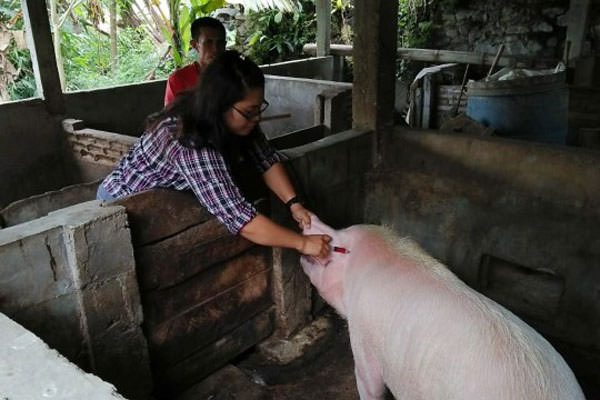 VAKSIN: Petugas dari Pemkab Tapanuli Utara menyuntikkan vaksin kepada ternak babi milik warga. Hingga Selasa (5/11), 4.682 ekor babi di Sumut mati.