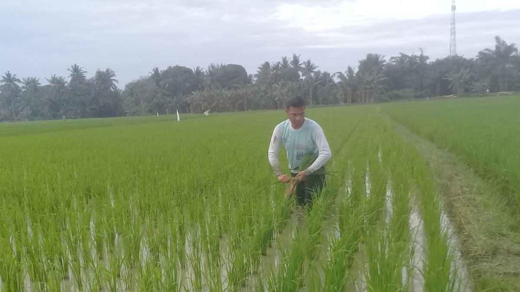 LANGKAH: Salah seorang petani di Desa Paya Lombang Kecamatan Tebingtinggi saat melihat kondisi padinya pasca kelangkaan pupuk bersubsidi.