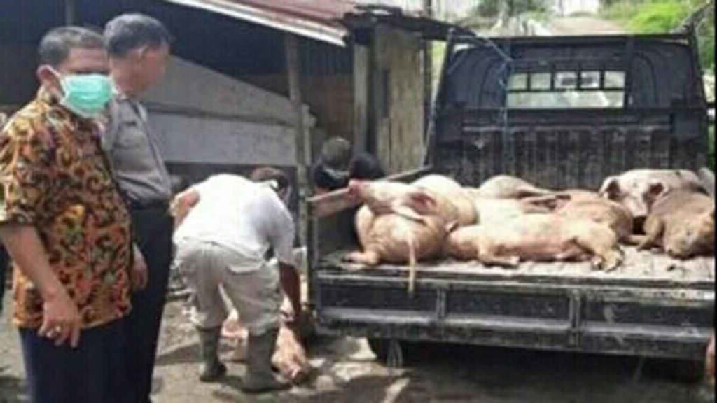 EVAKUASI: Lurah Damar Sari, B Hutagaol saat  mengevakuai bangkai babi untuk dikuburkan.
sopian/sumut pos
