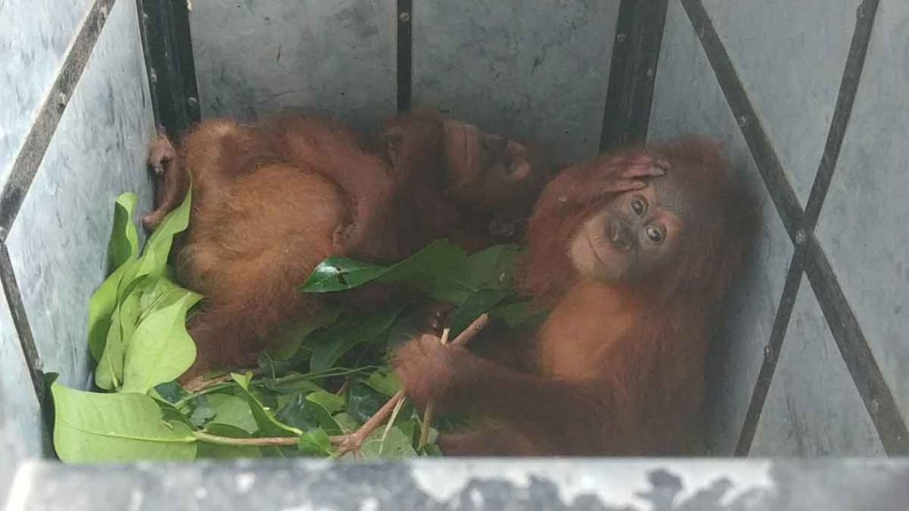BAYI ORANGUTAN: Dua ekor bayi orangutan yang diduga hendak dijual, diamankan BBTNGL dari rumah  seorang warga di Dusun Kwala Nibung, Desa Pulau Rambung, Kecamatan Bahorok, kemarin. 