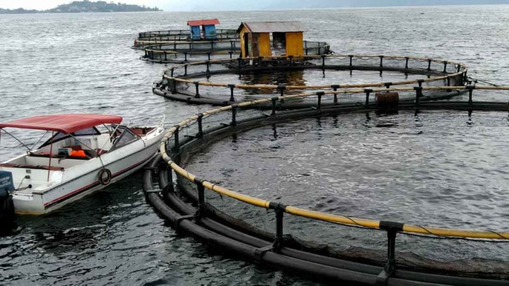 KJA: Salah satu budidaya ikan ramah lingkungan milik PT Aquafarm Nusantara Regal Springs,  sistem  daur ulang Keramba Jaring Apung (KJA) .