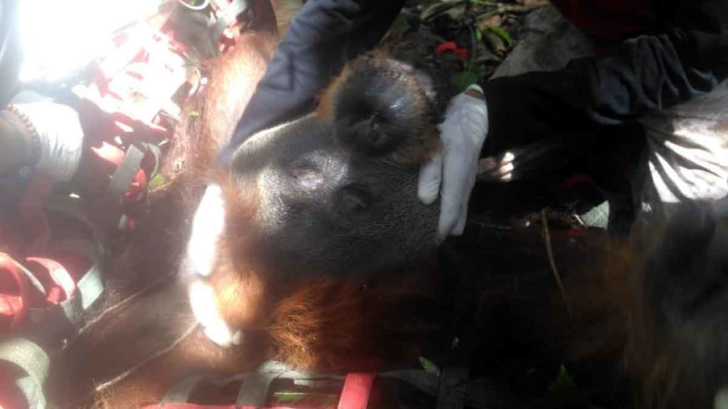 EVAKUASI: Seekor Orangutan Tapanuli yang dievakuasi Balai Besar Konservasi Sumber Daya Alam  Sumatera Utara.