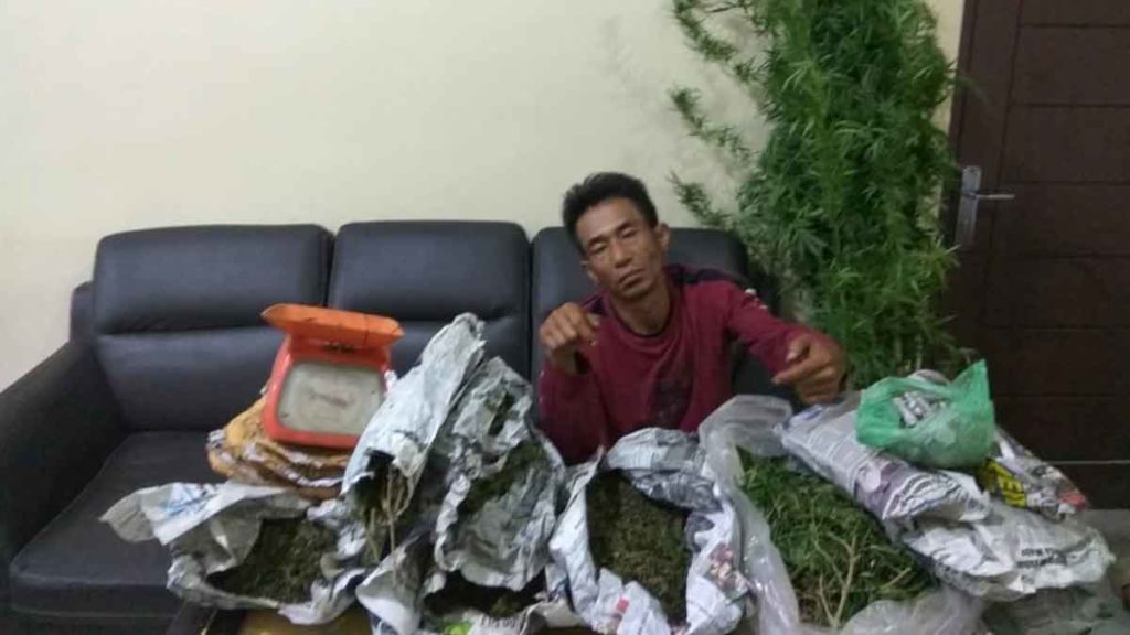 DAUN GANJA: Tersangka penanam daun ganja di ruang Satres Narkoba Polres Karo. 
deo/sumutpos