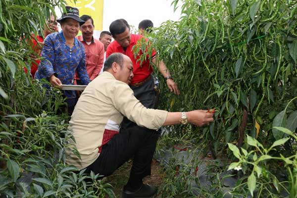 PANEN: Bupati Taput, Nikson Nababan, saat memetik cabai merah perdana dilahan pertanian tomat Desa Silait lait, Kecamatan Siborongborong, Kamis (6/2).