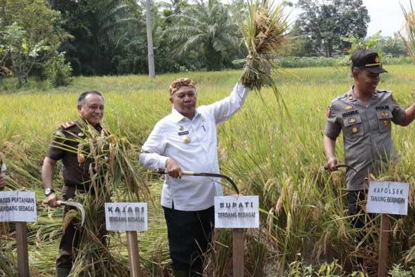 istimewa PANEN: Bupati Sergai Soekirman (kanan) menunjukkan hasil panen padi organik di Sergai, beberapa waktu lalu.