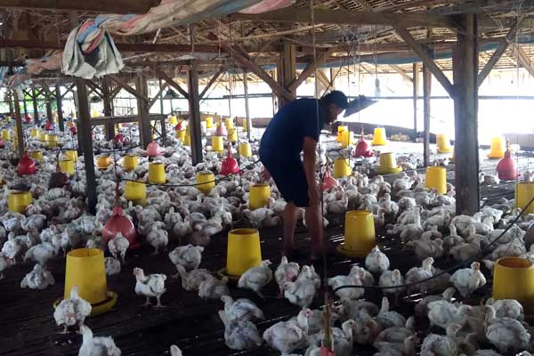MAKANAN: Seorang pekerja saat memberikan makanan ayam di lahan peternak di daerah Serdangbedagai, belum lama ini. BAGUS SP/Sumut Pos