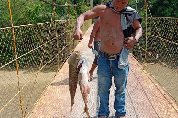 MATI: Warga Desa Mangan Molih Kecamatan Tanah Pinem Kabupaten Dairi mengambil ikan Jurung yang mati mendadak di aliran sungai Lae Renun. RUDY SITANGGANG/SUMUT POS