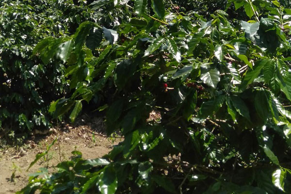 TANAMAN: Kebun kopi, tanaman milik salah salah satu warga di Desa Pertumbuken, Kecamatan Barusjahe. ist/ SUMUT POS