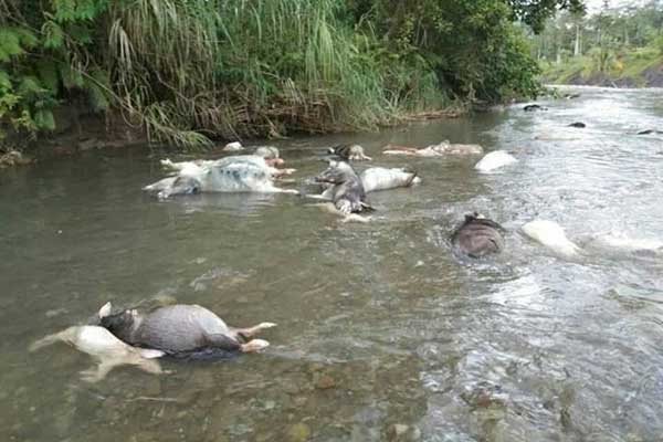MENGAMBANG: Bangkai Babi yang dibuang warga di sungai tampak mengambang.