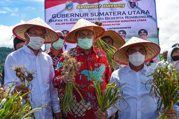 Dinilai-Langgar-Protokol-Kesehatan PANEN BAWANG: Gubsu Edy Rahmayadi dan rombongan saat menghadiri panen bawang di Humbahas kemarin.