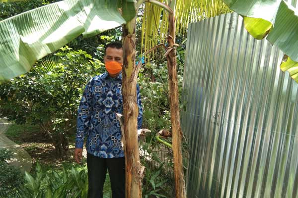 POSE: Wagubsu Musa Rajekshah berfoto di dekat jantung pisang yang tumbuh di badan pohon (kanan)