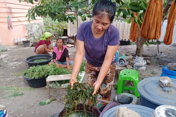 PEWARNA ALAMI: Sejumlah penenun ulos di Desa Silalahi Kecamatan Silahisabungan binaan Dekranasda Dairi serta PT Inalum menggunakan bahan alami pewarna bahan tenun.