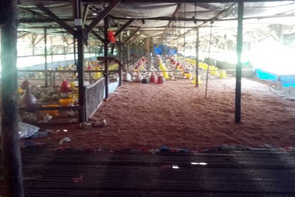 TERNAK AYAM: Lokasi ternak ayam diduga tak berizin yang meresahkan masyarakat Dusun I, Desa Dalu X B, Tanjungmorawa, karena menyebabkan rumah warga ‘diserang’ lalat.