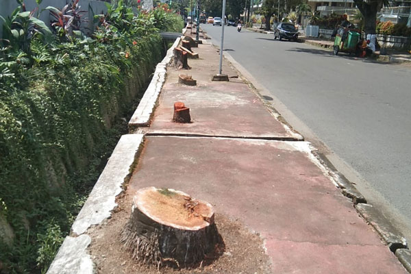 DITEBANG: Deretan pohon yang ditebang di sekitaran Jalan Cut Mutia Madras Hulu Kecamatan Medan Polonia, persisnya di depan Mutia Garden Medan.
