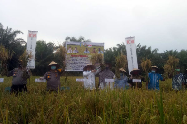 PANEN: Bupati Batu Bara Ir. Zahir, MAP Bersama Kapolres Batu Bara AKBP Ikwan Lubis, Kepala Dinas Pertanian Muhammad Ridwan melaksanakan panen padi perdana, Kamis (16/7) di Dusun I, Desa Tanjung Muda, Kecamatan Air Putih, Batu Bara. muchlis/sumut pos.