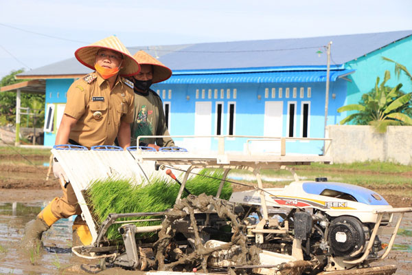 TANAM BIBIT: Wali Kota Binjai, HM Idaham menggunakan rice transplanter pada kesempatan penanaman bibit perdana sistem Jarwo.