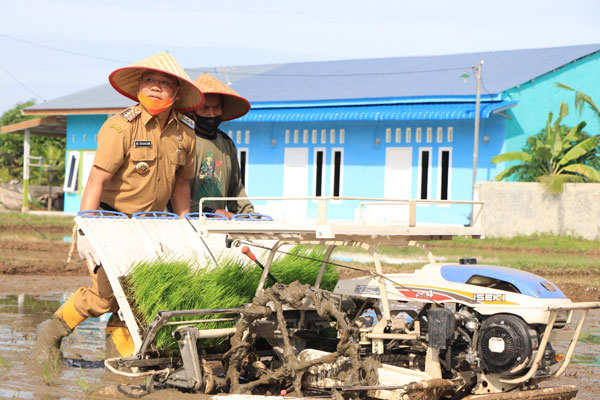 TANAM BIBIT: Wali Kota Binjai, HM Idaham menggunakan rice transplanter pada kesempatan penanaman bibit perdana sistem Jarwo. 