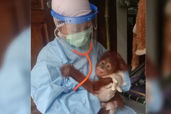ASUH: Pengasuhan orangutan dengan menerapkan protokol kesehatan.