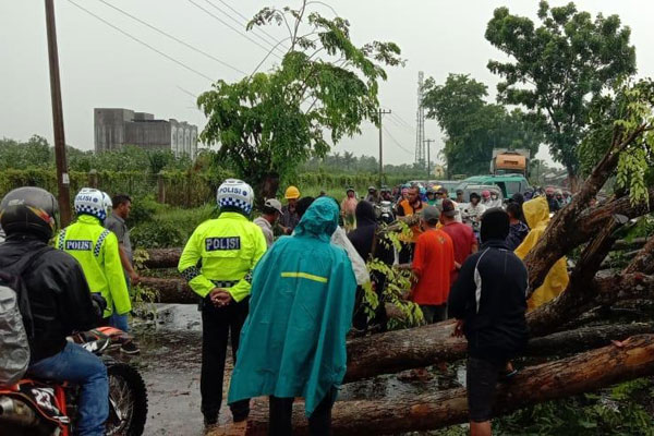 TUMBANG: Hujan deras disertai angin kencang mengakibat sejumlah pohon tumbang di Jalinsum Sergai, Senin (6/7).