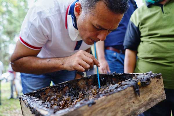 MINUM MADU: Wagub Sumut Musa Rajekshah minum madu langsung dari sarangnya, saat berkunjung ke Galeri Lebah milik Badan Penelitian dan Pengembangan Lingkungan Hidup dan Kehutanan (BP2LHK) Aek Nauli, Kabupaten Simalungun, Sabtu (1/8).