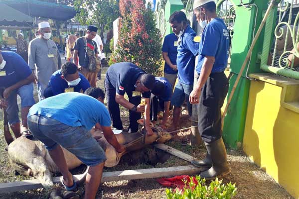 SEMBELIH KURBAN: BKM Masjid Ubudiyah P.Brandan melakukan pemotongan hewan kurban di halaman masjid. ILYAS EFFENDY/ SUMUT POS.