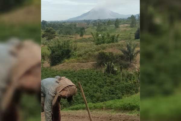 BERTANI: Seorang petani tetap bercocok tanam meski Gunung Sinabung kembali erupsi, Kamis (13/8). solideo/sumut pos.