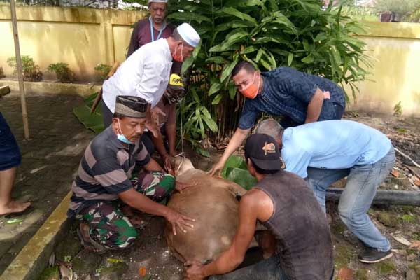 HEWAN KURBAN: Penyembelihan hewan kurban di halaman belakang kantor PWI Jalan Proklamasi Kelurahan Kwala Bi­ngai Kecamatan Sta­bat, Kabupaten Langkat, Jumat (31/7).