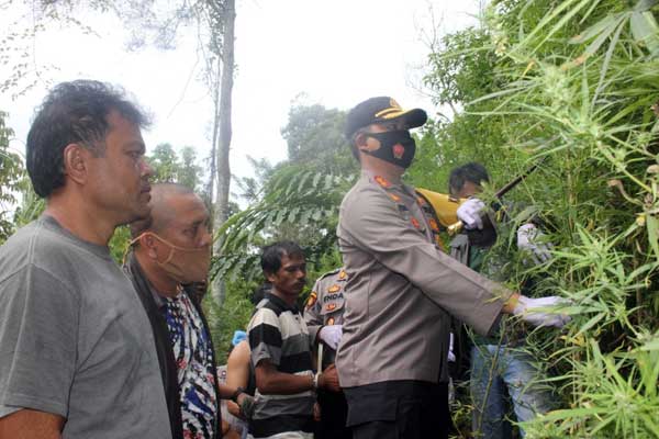 LADANG GANJA: Kapolres Karo saat ’memanen’ pohon ganja di perladangan Melas, Desa Beganding, Kecamatan Simpang Empat, Karo, Selasa (15/9) pagi.Solideo Sembiring/Sumut Pos.