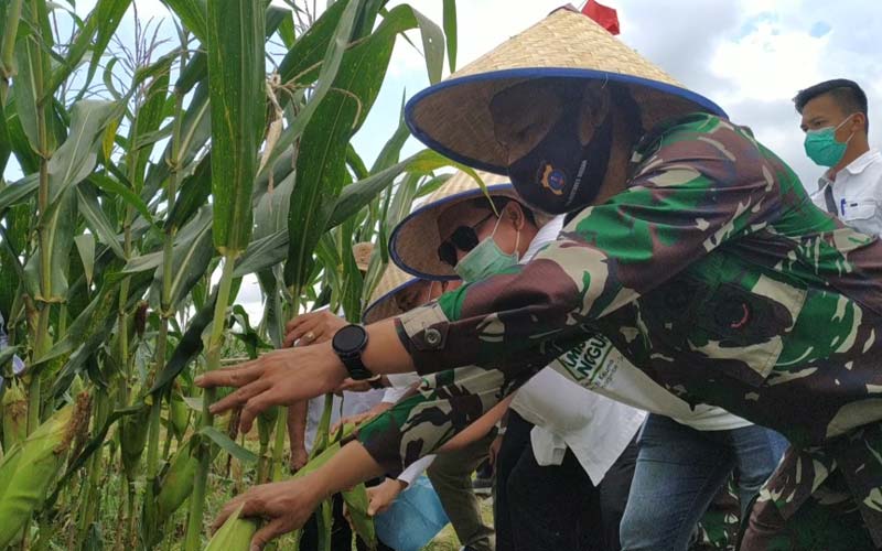 PANEN: Dandim 0201/BS, Letkol Inf Agus Setiandar panen jagung di Desa Jati Kesuma, Kecamatan Namorambe, Kabupaten Deliserdang.ISTSUMUT POS.