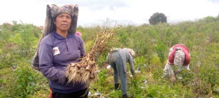 Wabup Humbahas Peragakan Bawang Putih Bak Lato-Lato