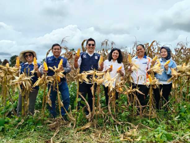 PANEN JAGUNG. Kepala Dinas Pertanian Dairi, Robot Simanullang MAB melakukan panen jagung bersama petani di Desa Perjuangan, Kecamatan Sumbul, Kamis (15/5/2025).istimewa.