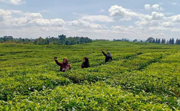 SELFIE: Tiga orang warga saat berswafoto di lahan kebun teh Sidamanik, Simalungun.