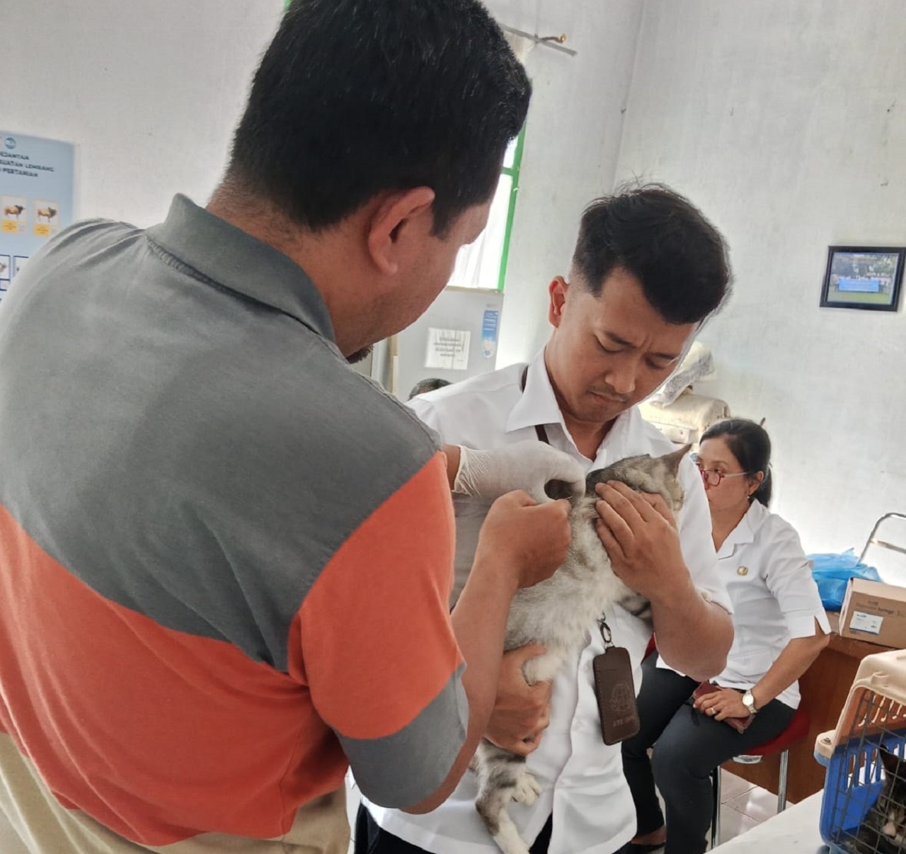 Cegah Rabies, PMK, dan LSD, Pemkab Sergai Gencarkan Vaksinasi Hewan