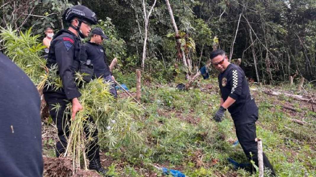 PEMUSNAHAN: BNNP Sumut bersama Satbrimob Polda Sumut saat memusnahkan ladang ganja dua Hektare di Madina. (Istimewa/Sumut Pos)
