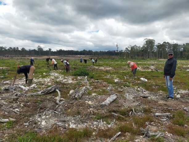 LAHAN KOPI: Manager Operasional PT GRUTI Kery Sinaga, saat menunjukkan areal dan para pekerja budidaya kopi arabika di Desa Parbuluan 6, Kecamatan Parbuluan.(Rudy Sitanggang/Sumut Pos)