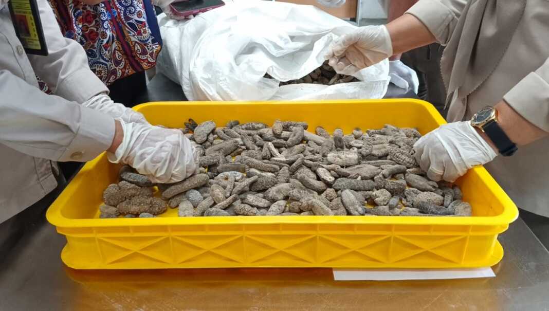 TOLAK: Barantin melalui Satuan Pelayanan (Satpel) Belawan menolak 15 ton teripang kering asal Malaysia karena kadar timbal (Pb) melebihi ambang batas yang ditetapkan.