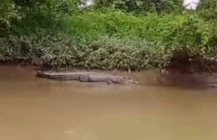 BUAYA: Kemunculan buaya hebohkan masyarakat di aliran Sungai Besitang. (Istimewa)