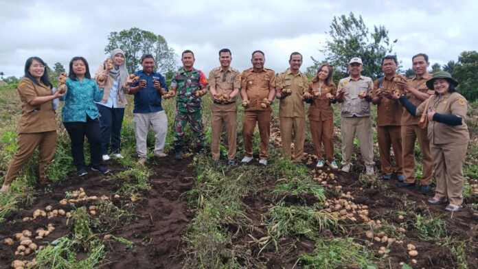 TUNJUKKAN: Camat Sitinjo Untung Roy Nahampun, Kepala Desa Sitinjo Olihin Kudadiri, bersama Direktur BUMDes Sada Ukur, Bercius Purba, menunjukkan kentang hasil panen perdana di Dusun 5 Tinjo Payung, Desa Sitinjo, Senin (20/10).(Istimewa)