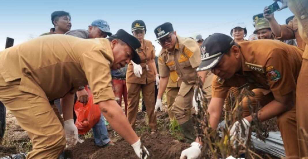 PANEN: Bupati Karo Antonius Ginting dan Wakil Bupati Karo Komando Tarigan, saat panen perdana kentang di Desa Sukanalu.(Istimewa)