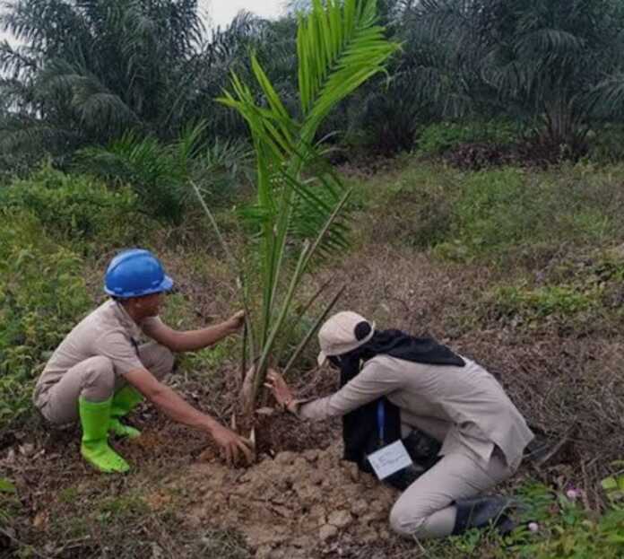 TANAM SAWIT: Seorang petani sedang menanam pohon sawir muda di lahan kawasan Deliserdang, beberapa waktu lalu.