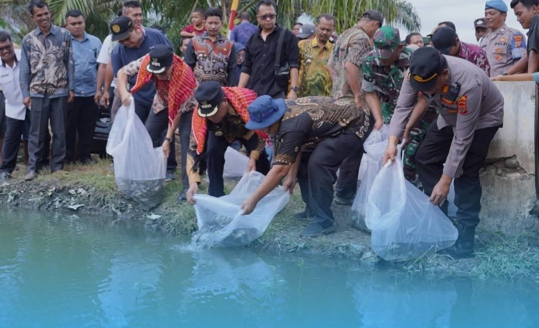Kembangkan Sektor Perikanan, Pemkab Karo Tabur Benih Ikan