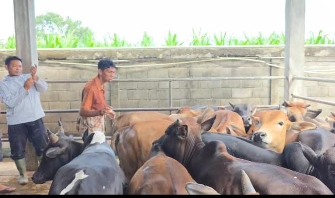 SUNTIK VAKSIN: Sapi di Tabebuya Farmland sebelum dilakukan suntik vaksinasi.(Istimewa/Sumut Pos)