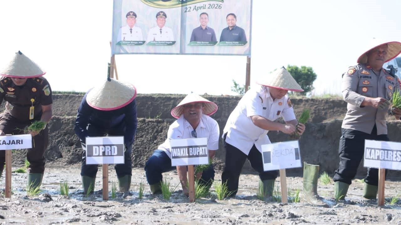 Dorong Produktivitas hingga 8 Ton per Hektare, Pemkab Dairi dan Pupuk Indonesia Kolaborasi Tanam Padi