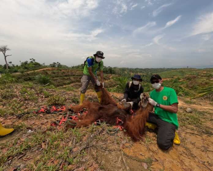 EVAKUASI: Orangutan masuk ke ladang masyarakat di Batangserangan, Langkat yang kemudian dievakuasi. (Istimewa/Sumut Pos) EVAKUASI: Orangutan masuk ke ladang masyarakat di Batangserangan, Langkat yang kemudian dievakuasi. (Istimewa/Sumut Pos)