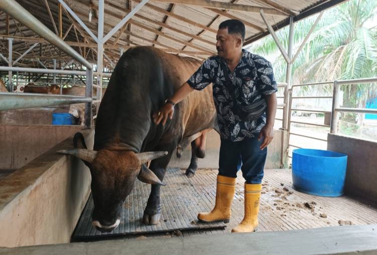PERKETAT: Dinas Ketapang Sumut memperketat pengawasan hewan kurban guna memastikan kesehatan, kelayakan, dan keamanan bagi masyarakat. (Dok : Ihsan Syahreza)