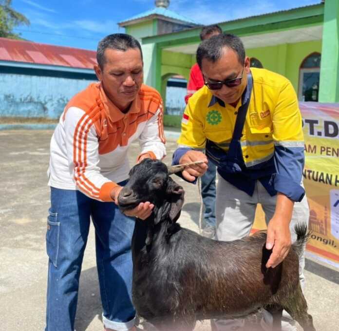 HEWAN KURBAN: PT DPM menyalurkan 10 ekor hewan qurban pada peringatan Hari Raya Idul Adha tahun 2026. (RUDY SITANGGANG/SUMUT POS).