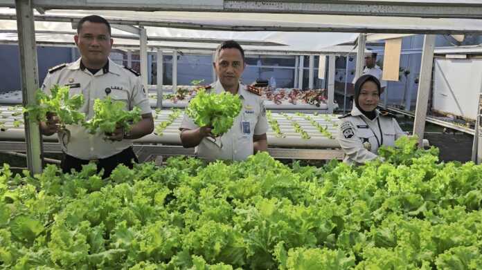 PANEN SAYUR: Kalapas Binjai Mochamad Mukaffi saat panen sayur dalam program pembinaan kemandirian wargabinaan. (Humas Lapas Binjai/Sumut Pos)